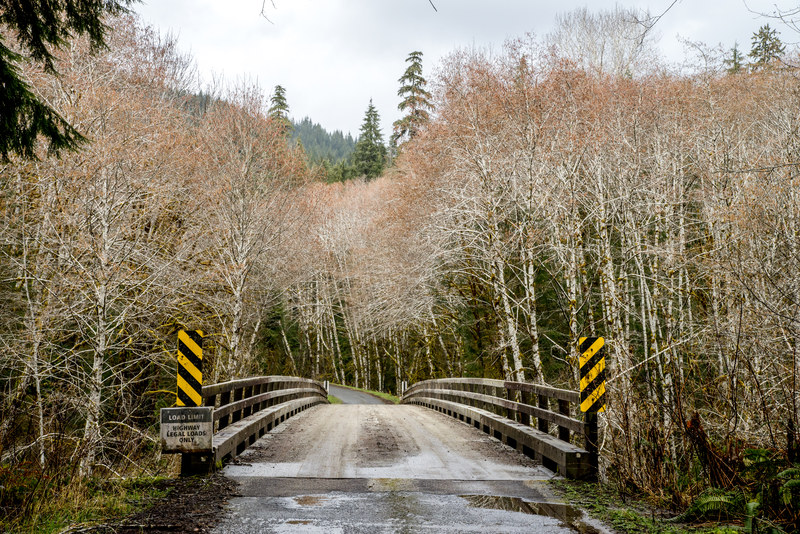 Wooden bridge framed by bare white birch trees on a quiet road through the Olympic Peninsula
